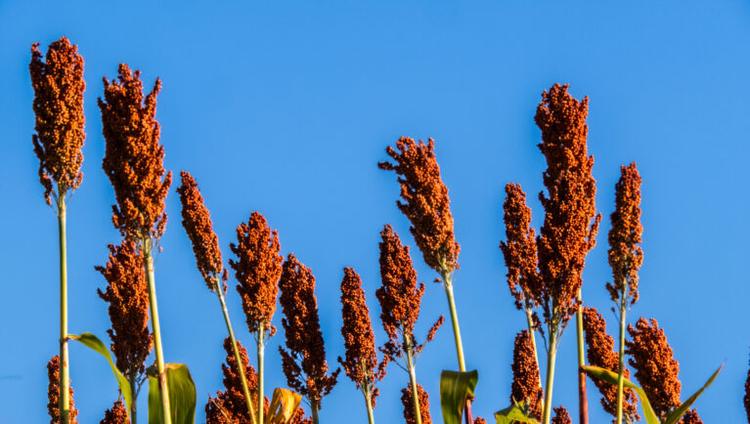 Sorghum&nbsp;Could&nbsp;Help&nbsp;European&nbsp;Farming&nbsp;Adapt&nbsp;to&nbsp;Climate&nbsp;Change