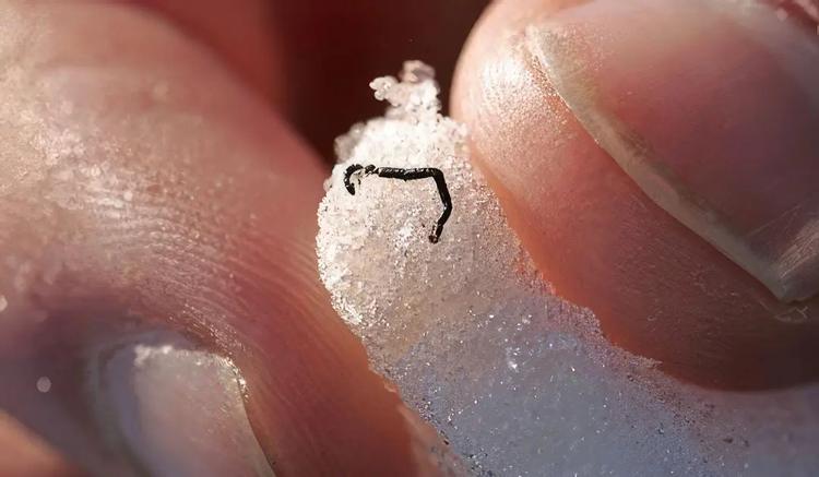 Wie sich Eiswürmer an Eis angepasst haben