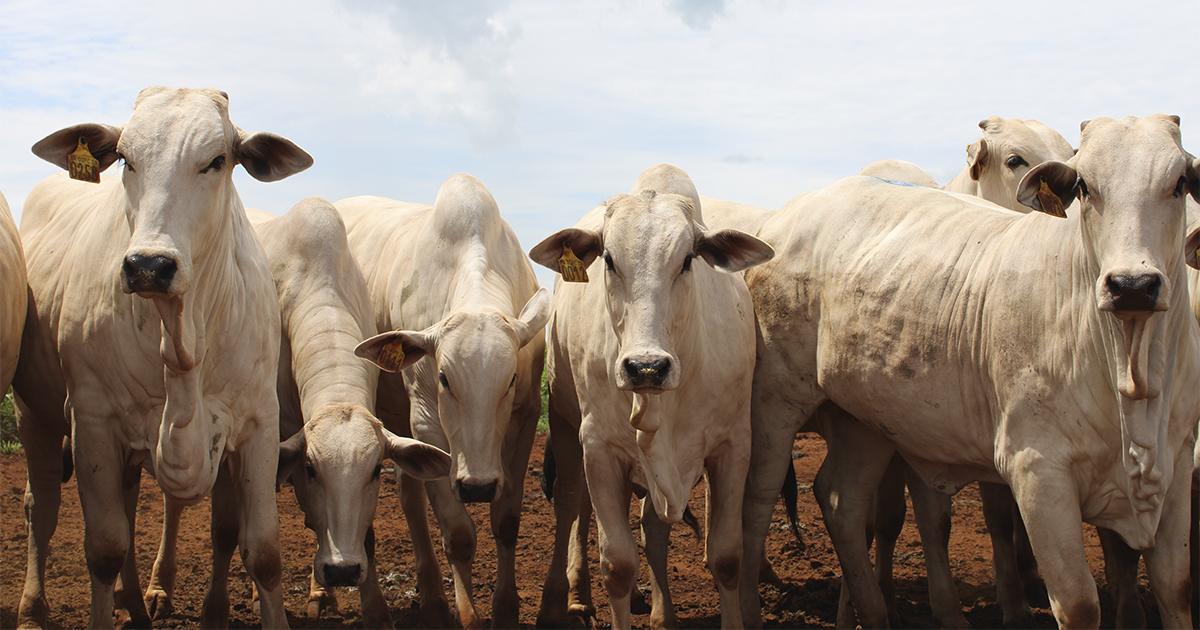 Agro avança em junho na contramão do restante da economia