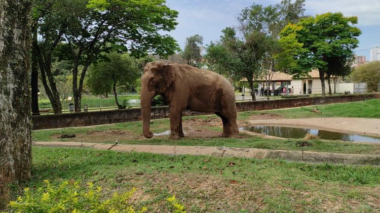 Elefante Sandro deve ser transferido para santuário do MT na 1ª quinzena de setembro; veja planejamento para o transporte