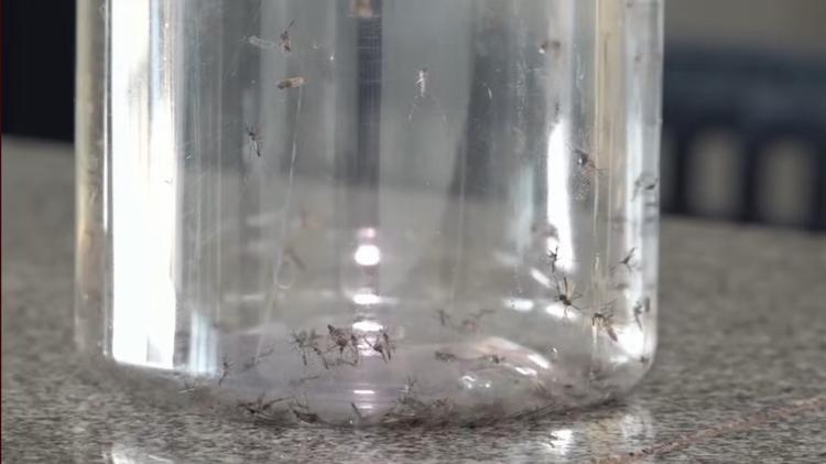 Mosquitos Aedes aegypti contaminados com bactéria que combate vírus da dengue são soltos no Paraná; entenda