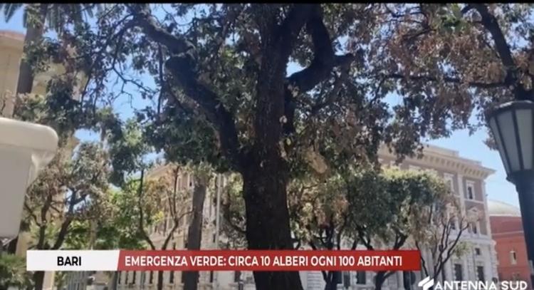Bari, emergenza verde: circa 10 alberi ogni 100 abitanti