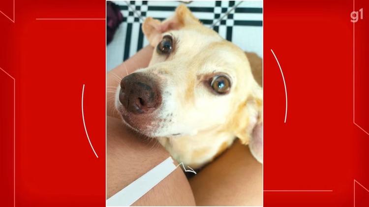 VÍDEO: cachorra de 14 anos morre após ser atacada por cão de grande porte no DF
