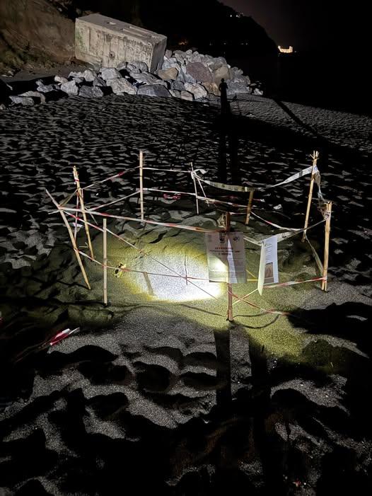 🌊🐢 Una splendida notizia per il nostro territorio! Sulla spiaggia di Piraino è stato individuato un nido di Caretta ca...