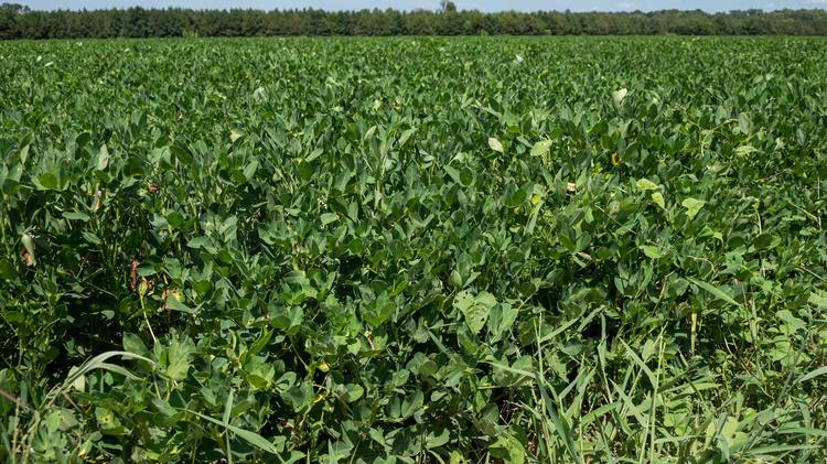 Quality of Mississippi’s peanut crop varied by location in 2026
