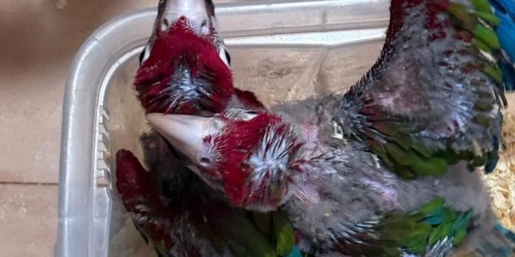 Sequestrati 377 animali esotici protetti nel porto di Pozzallo VIDEO