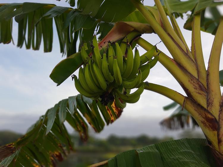 [Communiqué] Economie circulaire : RunFabrik souhaite récupérer les troncs de bananiers non utilisés