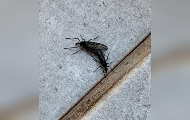 Moradora registra mosquitos que ficam 'juntinhos' por até 10 horas para acasalar: 'Amor está no ar'