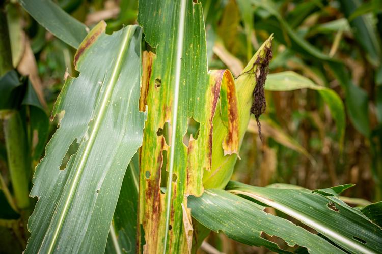 European Project Targets Crop Pest Threats with New Decision-Making Platform