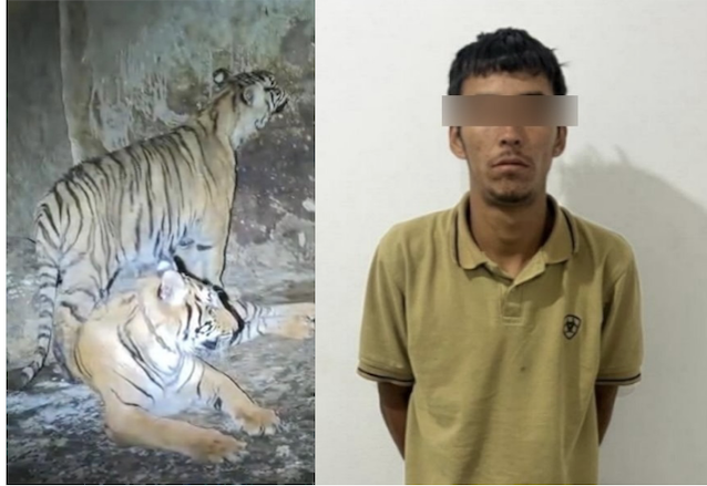 Aseguran dos tigres tras arresto de hombre con semilla de mariguana y balas en Nonoava