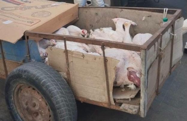 حجز 120 كيلوغراماً من لحم الديك الرومي غير الصالح للاستهلاك بالصويرة