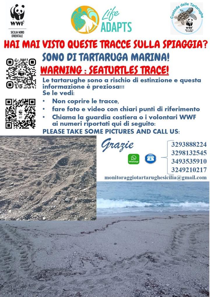 🐢 Hai visto queste tracce sulla spiaggia? Potrebbero appartenere a una tartaruga marina. Le tartarughe marine scelgono...