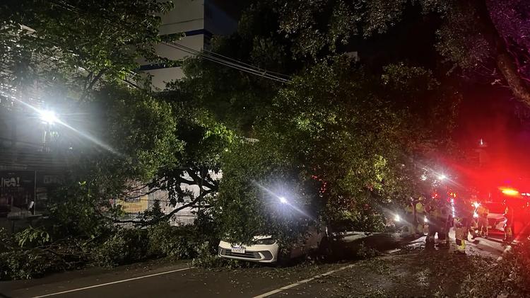 Árvore cai sobre carros na Avenida Getúlio Vargas e interdita parte da via em Manaus