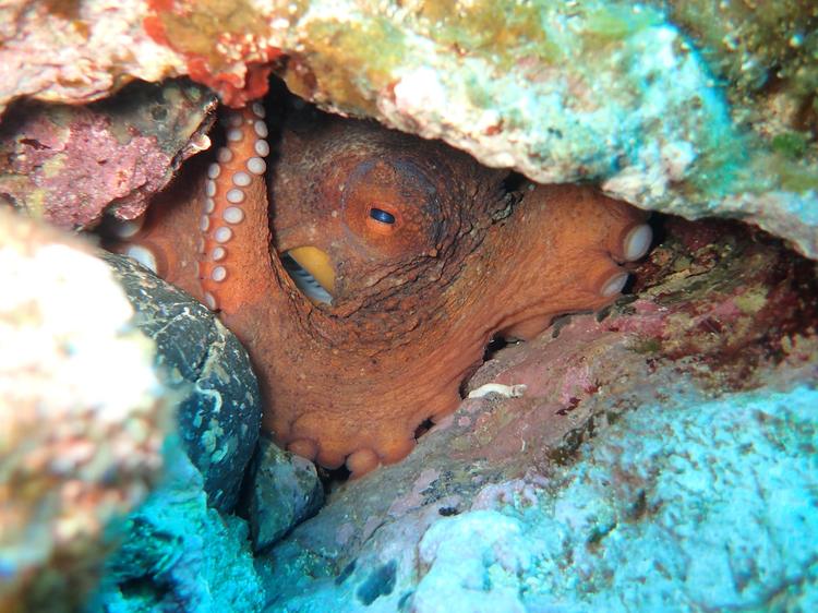 Cientistas criam exército de polvos devoradores de caranguejos para conter praga na Itália