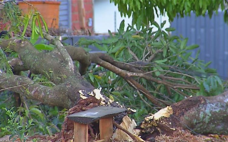 Chuvas e ventos fortes causam estragos em diversas cidades de Goiás; vídeos