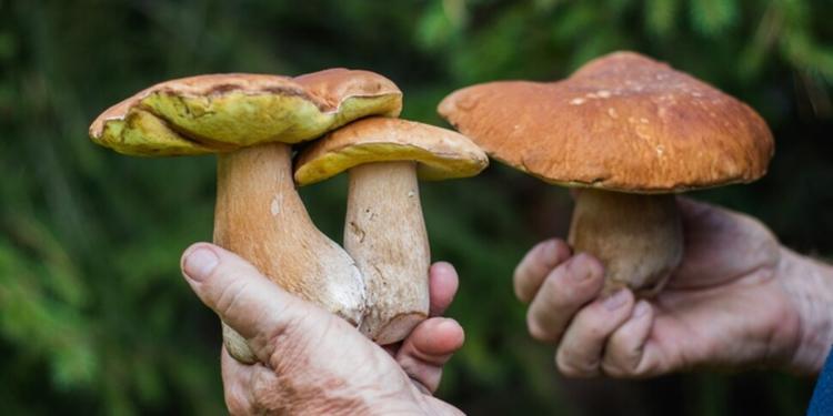 Sepolta in una bara di funghi: ecco come funziona il nuovo trend ecologico nei funerali e sperimentato in Australia