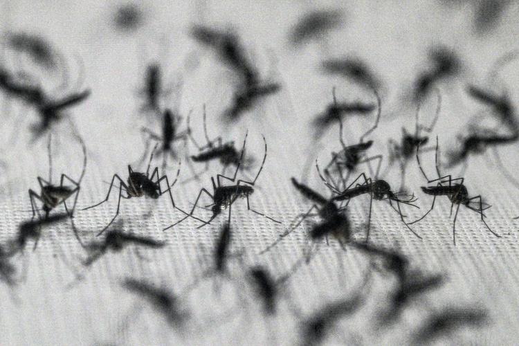 Mosquito 'antidengue': técnica com bactéria reduz dengue, mas expansão trava; entenda o método