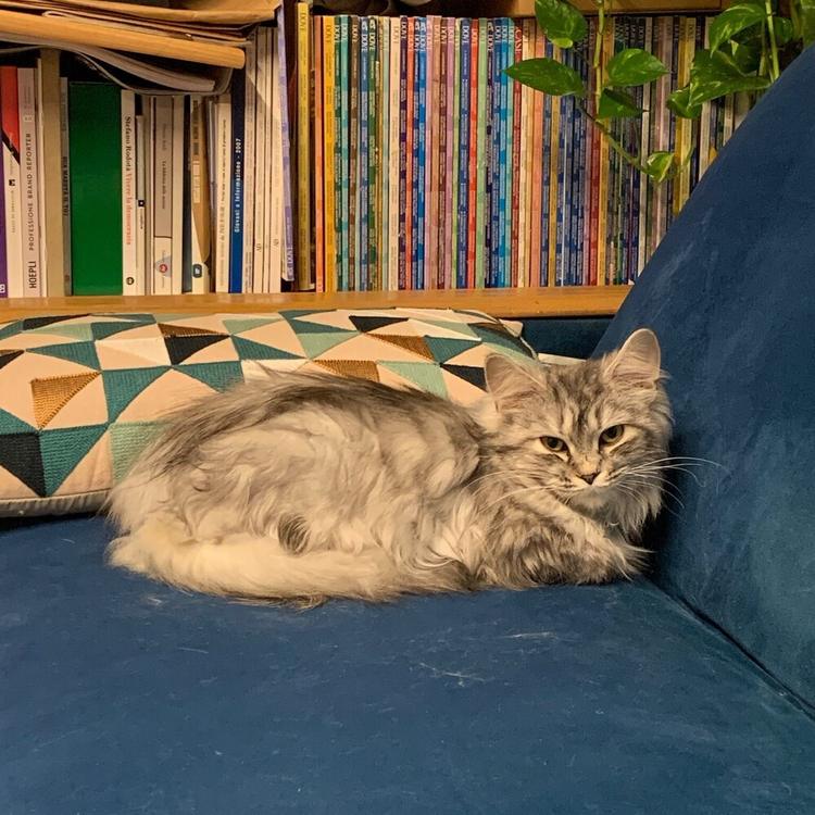 "Tenere il gatto solo in casa lo fa soffrire?": lo studio che smentisce i padroni