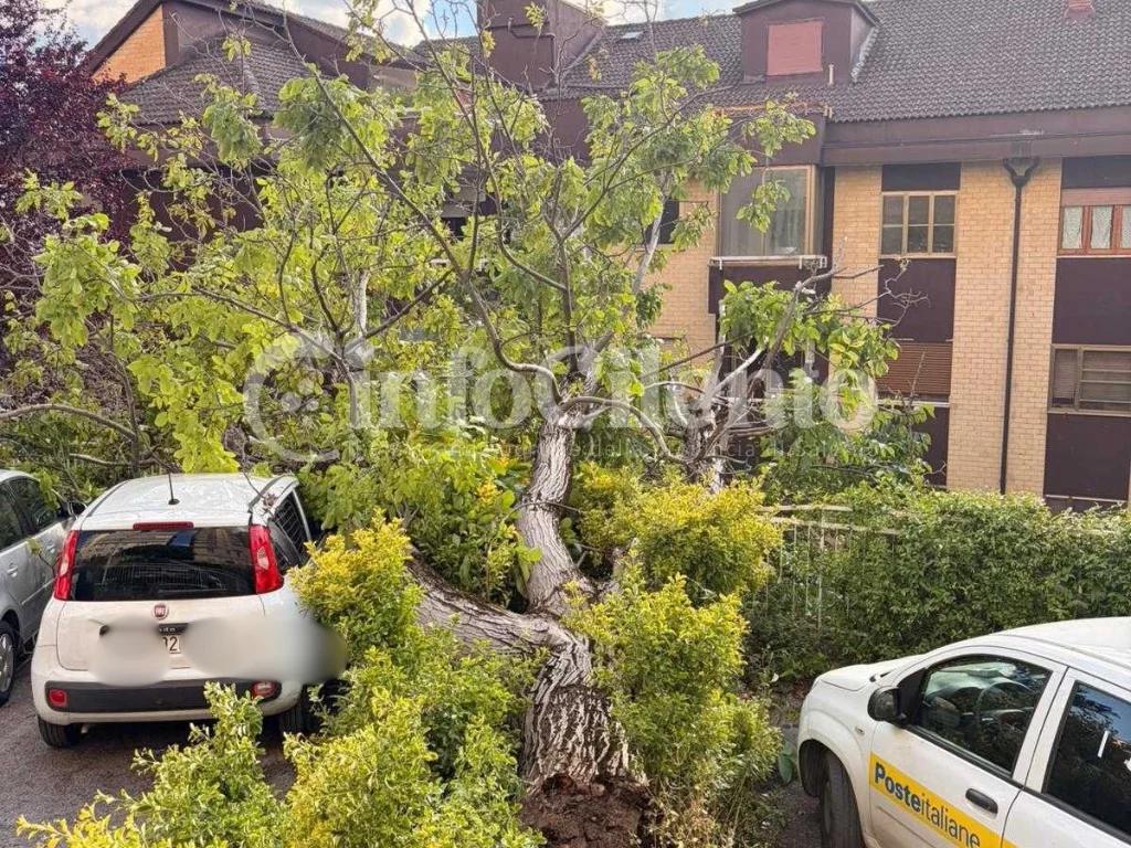 Albero cade in centro a Sala Consilina: danneggiate due auto in sosta