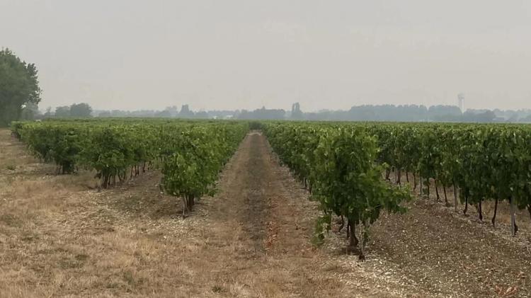 Vineyard With Smoke from Bordeux in Background France