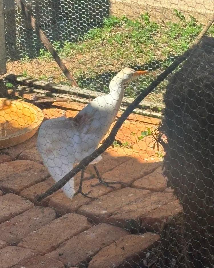 Garça é resgatada com corte na asa em Valença