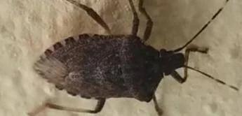 Malattia di Chagas spaventa l'America Latina, circa 6 mln convivono con l'infezione parassitaria