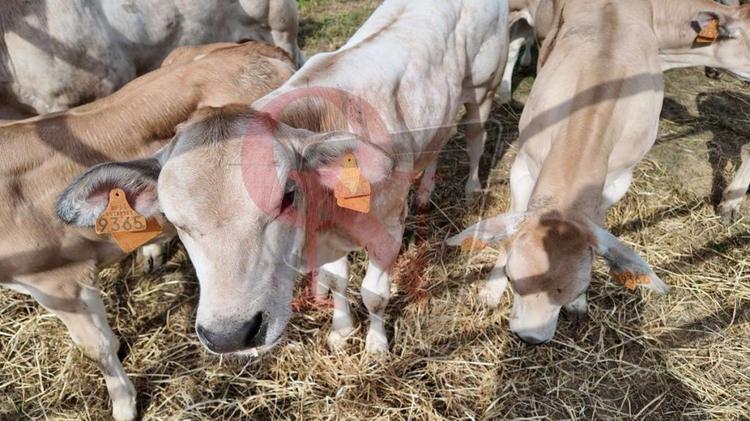 rivarolo canavese argentera mostra zootecnica