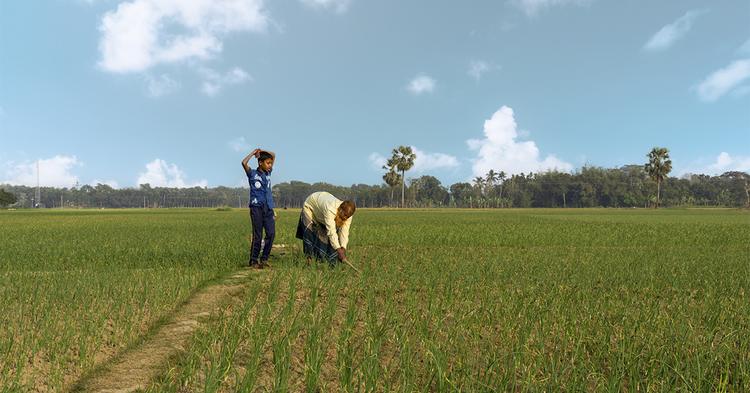 Cooperativas agropecuárias defendem políticas permanentes de crédito e seguro rural diante de eventos climáticos extremos
