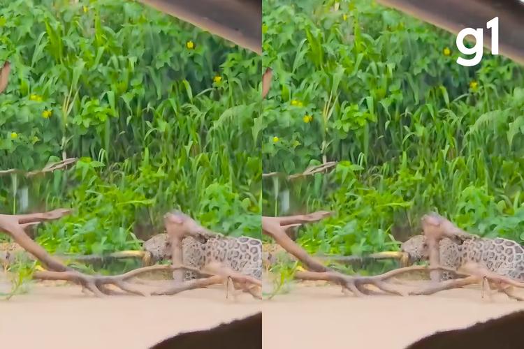 VÍDEO: onças entram em disputa por cobra no Pantanal de MT