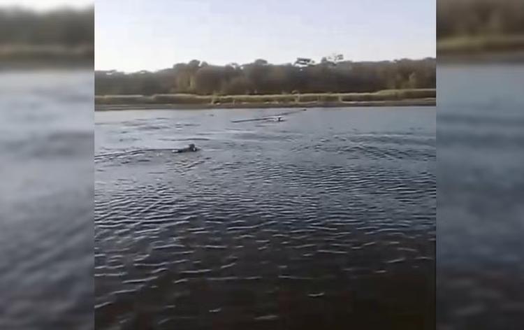 Pescador flagra onça-parda e dois filhotes atravessando rio a nado em Ibitinga