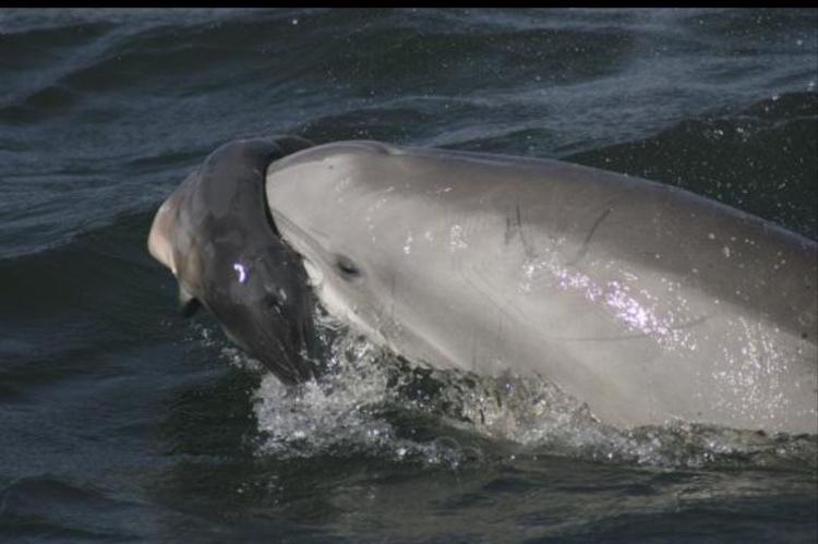 The Grieving Mother: The Dolphin Carrying Her Dead Calf in Greece