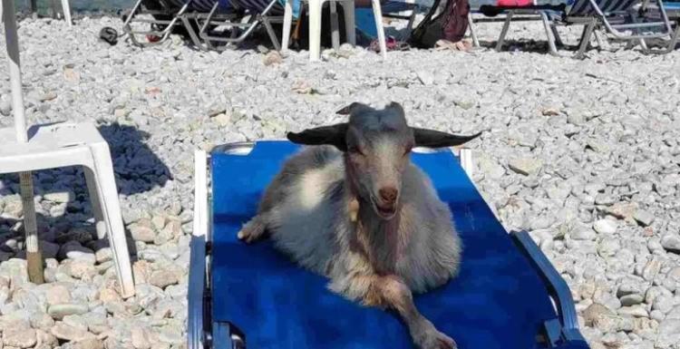Goats on the Beach: An Added Bonus of a Vacation in Greece