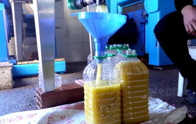 زيت زيتون قلعة السراغنة يتوج بعلامة المنشأ والجودة