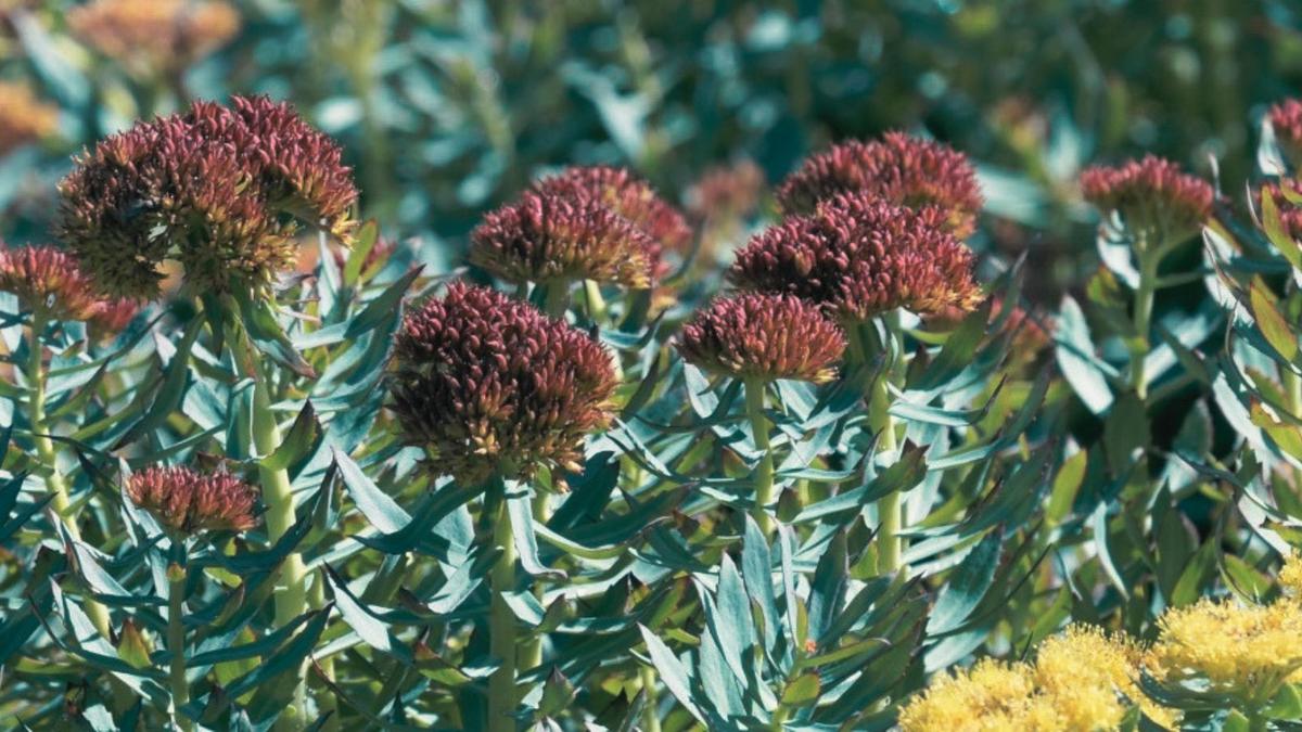 Rhodiola rosea (Orpin rose): propriétés et bienfaits