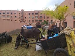 هل سيتم اتخاذ قرار المنع؟..جدل العربات المجرورة بالدواب يصل إلى مراكش