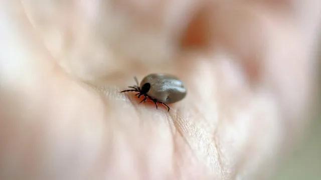 Mulher morre de febre maculosa no ABC; carrapatos foram encontrados em cães da vítima
