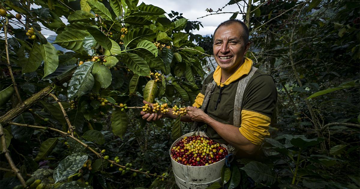 Dia Mundial do Café destaca força das cooperativas brasileiras no setor cafeeiro