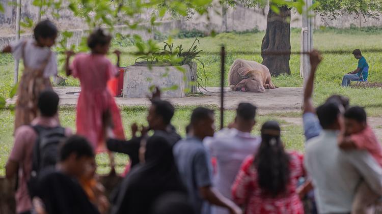 Búfalo batizado de Donald Trump atrai multidões em zoológico de Bangladesh