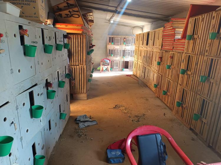 Polícia aplica multa de R$ 156 mil por maus-tratos e suspeita de rinha de galos em Cosmópolis