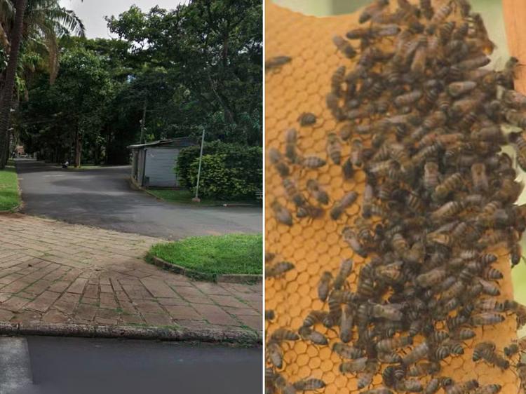 Abelhas atacam 4 pessoas após colmeia cair de árvore no interior de SP; uma pessoa foi socorrida