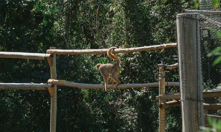 Mini casa na natureza, drones e câmeras: entenda como foi a volta de grupo do maior primata das Américas para a natureza
