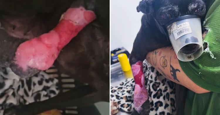 Cão com ferimento exposto é retirado de tutores após falta de atendimento veterinário em BC