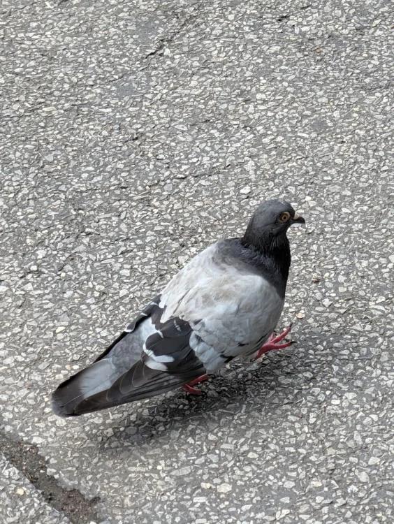 A pigeon trying to get away from me taken using Magic Capture