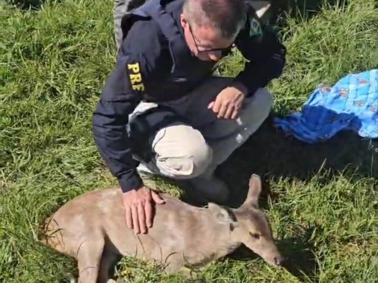 Vídeo: Resgate de animal silvestre mobiliza PRF na BR-285, em Vacaria
