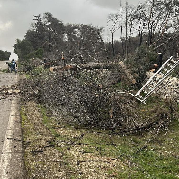 1. Dopo l’ennesima caduta di un albero sulla Provinciale Maruggio - Manduria. 2. A seguito degli ingenti danni causati a...