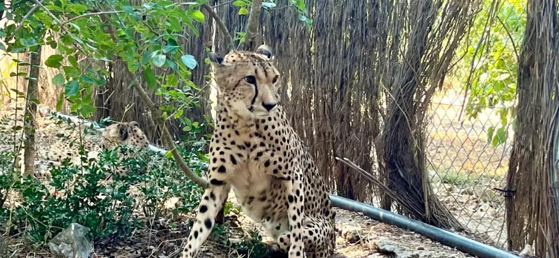Montpellier : Encore quelques jours pour profiter du zoo avant fermeture