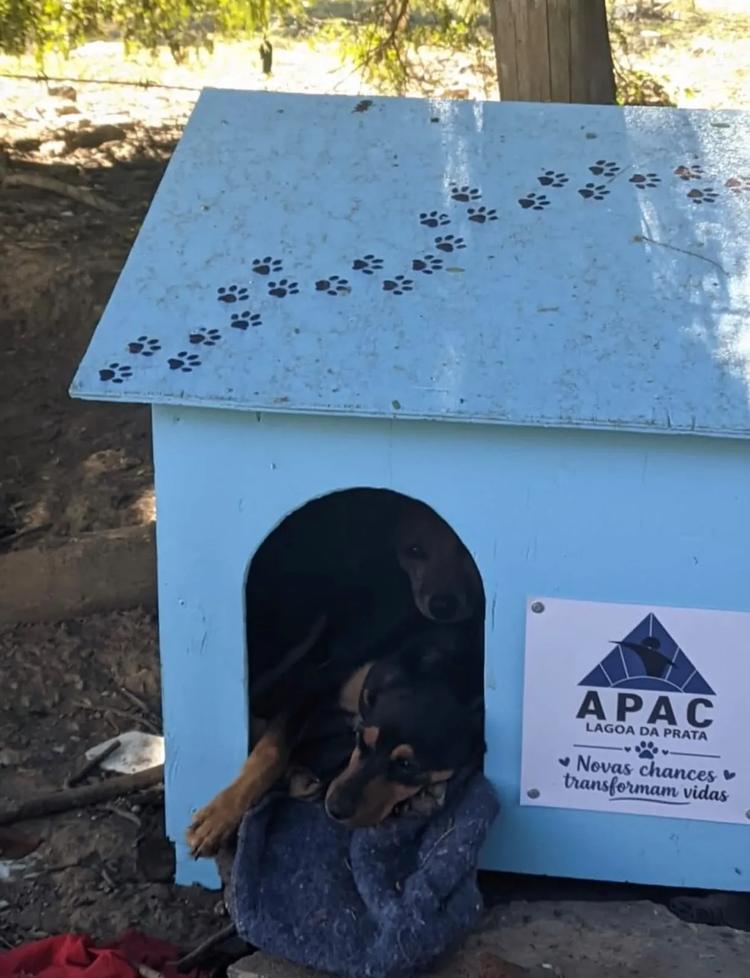 Detentos constroem casinhas para animais abandonados durante projeto de ressocialização em MG
