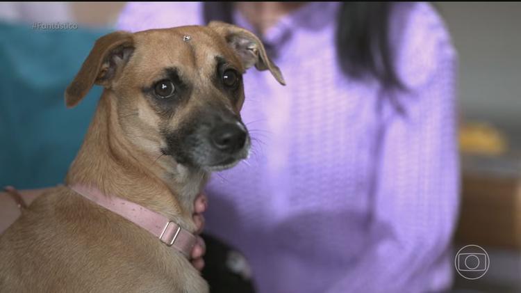 Vira-lata caramelo: teste de DNA revela a origem genética do cão mais amado do país