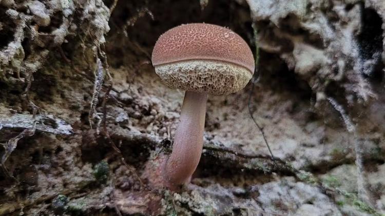 Pela 1ª vez, Brasil cria lista oficial de fungos ameaçados de extinção