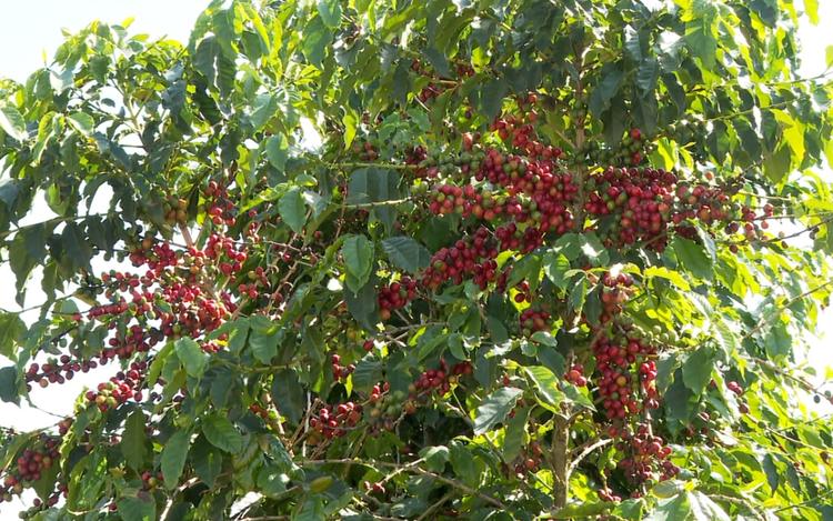 Mesmo com queda no volume, café sustenta exportações de Minas no primeiro trimestre